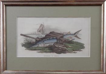 R. Ackermann - Sturgeon R. Ackermann - Sturgeon