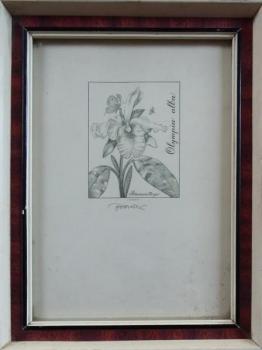 Josef Hercik - Orchid Josef Hercik - Orchid