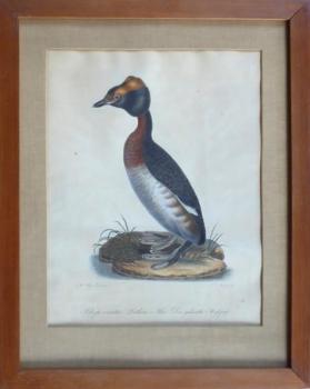 Johann Carl Bock - Yellow-horned Grebe Johann Carl Bock - Yellow-horned Grebe