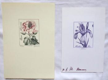 Josef Hercik - Iris, Rose Josef Hercik - Iris, Rose